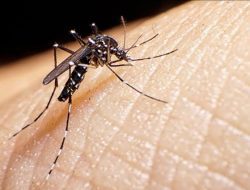 Memahami Metode Wolbachia untuk Tekan Penularan Virus Dengue