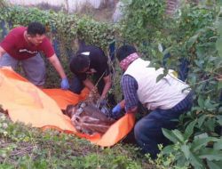 Ditemukan Jasad Wanita Dalam Kardus dengan Luka Cekik di Leher