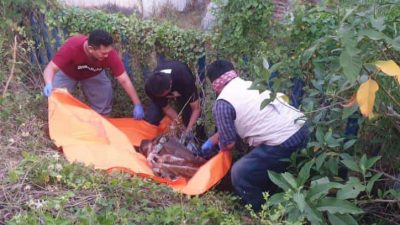 Ditemukan Jasad Wanita Dalam Kardus dengan Luka Cekik di Leher