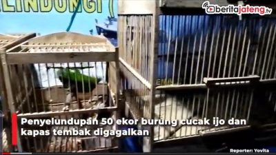 [Video] TNI AL Gagalkan Penyelundupan 50 Ekor Burung