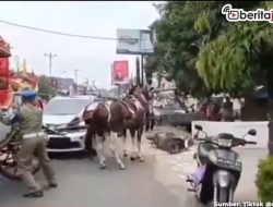 [Video] Kuda Kereta Kencana Bupati Pekalongan Tabrak Mobil