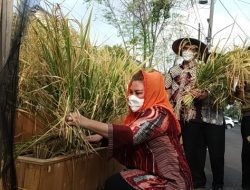 Semarang Jadi Pilof Project Pertanian Regeneratif
