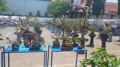 Pertama di Blora, Ratusan Pohon Bonsai dari Berbagai Daerah di Pamerkan