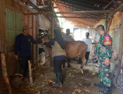 TNI – Polri Terus Dampingi Penanganan PMK di Blora