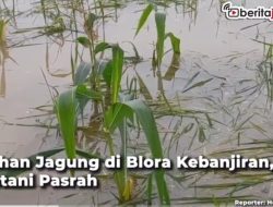[Video] Lahan Jagung di Blora Kebanjiran, Petani Pasrah