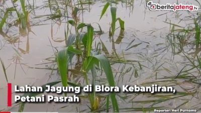 [Video] Lahan Jagung di Blora Kebanjiran, Petani Pasrah