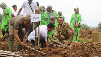 Perhutani Tanam Tebu Perdana di Lahan Seluas 6,4 Hektar