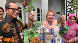 Galakan Pertanian Perkotaan, Ita Panen Anggur di Halaman Balaikota
