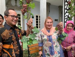 Galakan Pertanian Perkotaan, Ita Panen Anggur di Halaman Balaikota