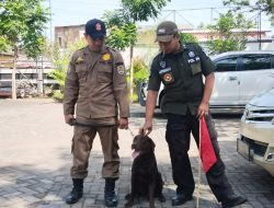 ‘Coco’ Anjing Pelacak Satpol PP Kota Semarang yang Temukan 4 Jenazah Korban Gempa Cianjur