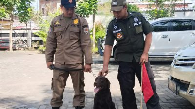 ‘Coco’ Anjing Pelacak Satpol PP Kota Semarang yang Temukan 4 Jenazah Korban Gempa Cianjur
