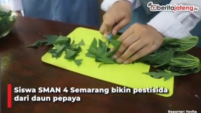 [Video] Hebat, Siswa SMAN 4 Semarang Sulap Daun Pepaya jadi Pestisida