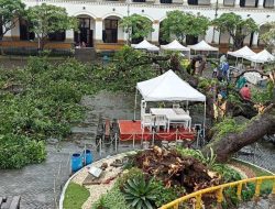Pohon Mangga Talijiwo di Lawang Sewu Semarang Ambruk, Dua Petugas Luka-luka