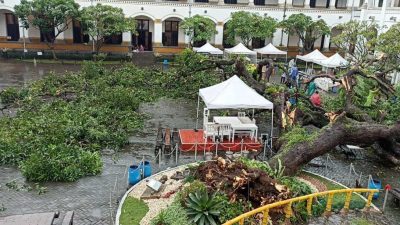 Pohon Mangga Talijiwo di Lawang Sewu Semarang Ambruk, Dua Petugas Luka-luka
