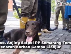 [Video] Coco, Anjing Satpol PP Semarang Temukan 4 Jenazah Korban Gempa Cianjur