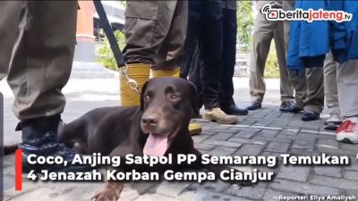 [Video] Coco, Anjing Satpol PP Semarang Temukan 4 Jenazah Korban Gempa Cianjur