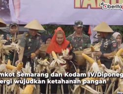 [Video] Manfaatkan Lahan Tidur, Hasilkan 40 Ton Jagung