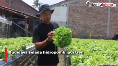 [Video] Budidaya Selada Hidroponik