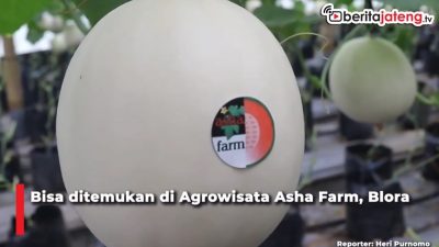 [Video] Wisata Petik Melon di Blora