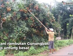 [Video] Musim Cuan Petani Rambutan