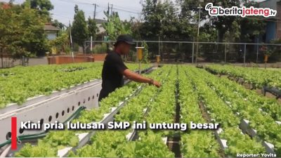 [Video] Budidaya Hidroponik, Panen 100 Kilogram Sayur Sehari