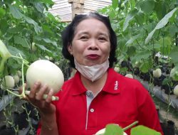 Serunya Wisata Petik Melon di Blora Langsung dari Kebun