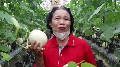 Serunya Wisata Petik Melon di Blora Langsung dari Kebun