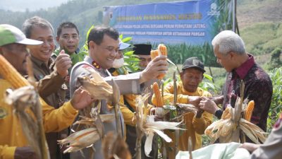 Polda Jateng Gandeng Perhutani Dukung Ketahanan Pangan dengan Tanam Jagung