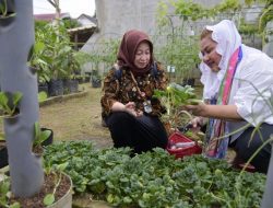 Inovasi Urban Farming Pemkot Semarang, Bangun Rumah Gizi hingga Sekolah Berkebun