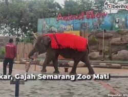 [Video] Sekar, Gajah Semarang Zoo Mati Mendadak