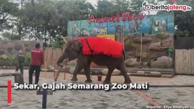 [Video] Sekar, Gajah Semarang Zoo Mati Mendadak