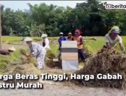 [Video] Petani Menangis, saat Harga Beras Tinggi, Harga Gabah Malah Jatuh