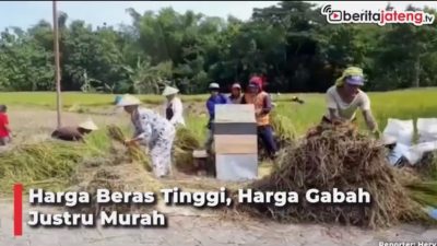 [Video] Petani Menangis, saat Harga Beras Tinggi, Harga Gabah Malah Jatuh