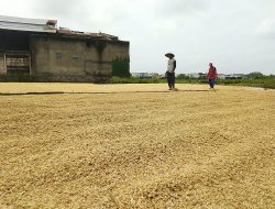 Harga Beras Melonjak Akibat Cuaca Ekstrim yang Berpengaruh pada Penjemuran Gabah