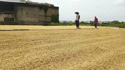 Harga Beras Melonjak Akibat Cuaca Ekstrim yang Berpengaruh pada Penjemuran Gabah
