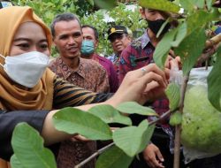 Bupati Demak Panen Varian Baru Jambu Kristal Kualitas Ekspor
