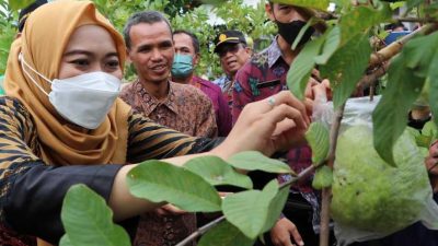Bupati Demak Panen Varian Baru Jambu Kristal Kualitas Ekspor