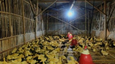 Cegah Kasus Flu Burung, Peternak Diimbau Rutin Bersihkan Kandang Unggas