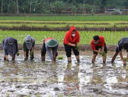 Hama Keong Bisa Diubah Jadi Pengawet Sayur dan Buah, Begini Caranya