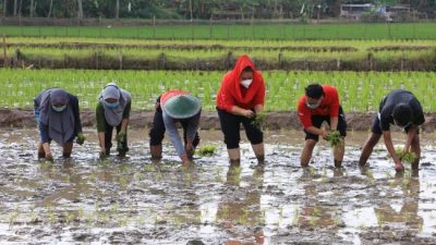 Hama Keong Bisa Diubah Jadi Pengawet Sayur dan Buah, Begini Caranya