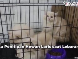 Video Jasa Penitipan Hewan Laris saat Lebaran