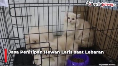 Video Jasa Penitipan Hewan Laris saat Lebaran