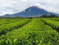 Tempat Wisata Jambi yang Populer dan Wajib Dikunjungi
