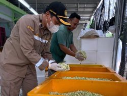 Bunga Melati Komoditas Hortikultura Unggulan Jawa Tengah, Diekspor Hingga ke Arab Saudi