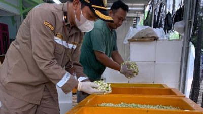 Bunga Melati Komoditas Hortikultura Unggulan Jawa Tengah, Diekspor Hingga ke Arab Saudi