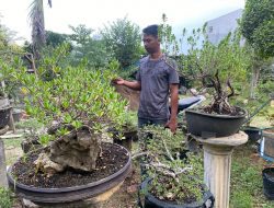 Mengapa Harga Bonsai Bisa Jutaan hingga Miliaran Rupiah? Ini Kata Penjual Bonsai