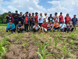 PT BISI Internasional Tbk Tantang Petani Muda Blora Tanam Jagung