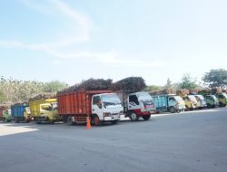 Masa Giling 2023 PT GMM Targetkan Serap 500.000 Ton Tebu Rendemen 8 Persen