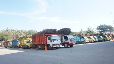 Masa Giling 2023 PT GMM Targetkan Serap 500.000 Ton Tebu Rendemen 8 Persen