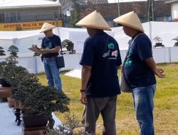 Kontes Bonsai Mini Maks Mustika Blora Pertama Kali Hadir di Jawa